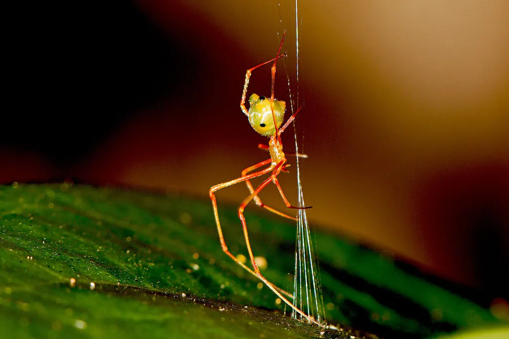 A spider on a web on a leaf