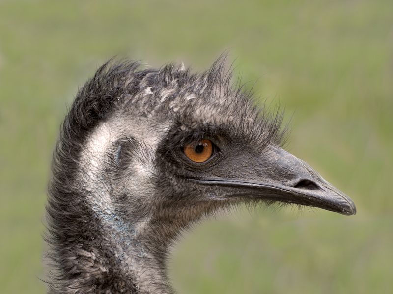 EMUS HEAD Smithsonian Photo Contest Smithsonian Magazine
