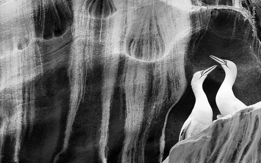 in a black-and-white photo, two seabirds face each other on the right side, with their heads held high. Behind them is a sandstone cliff streaked in white from bird guano