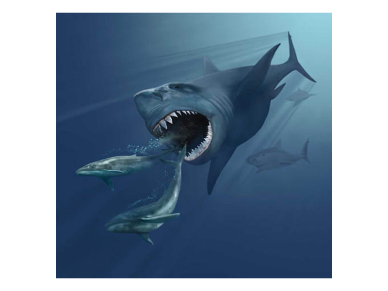 An illustration of a megalodon chasing two whales. The shark is several times larger than the measly looking whales, which are swimming away from the shark's open, toothy mouth. 