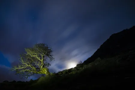 A hawthorn tree in the moonlight