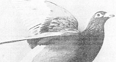 The British pigeon