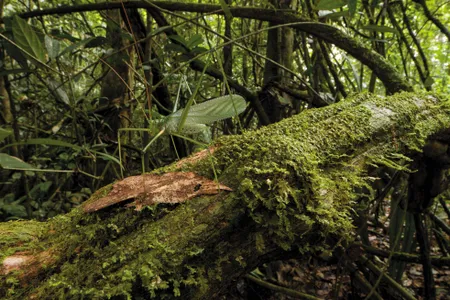 A newly discovered katydid species uses drumming to communicate.