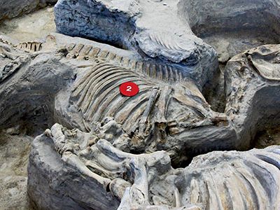 Cormohipparion occidentale