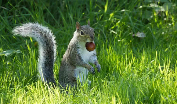 Squirrel - Phil Mitchell.jpg