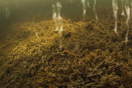 Methane bubbling up from underneath an Alaskan Lake