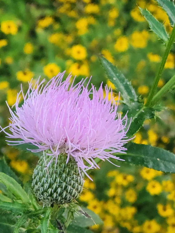 Wild Thistle thumbnail