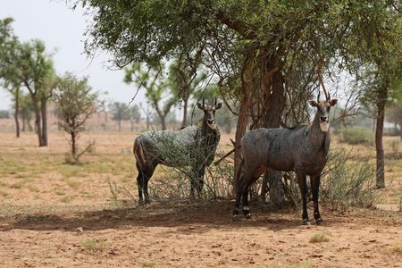 A pair of nilgai, Asia's largest species of antelope.