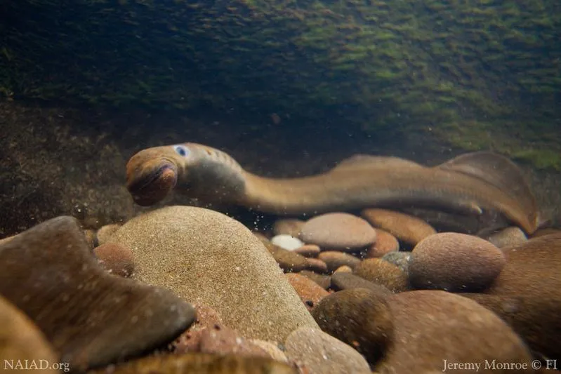 Nest building lamprey