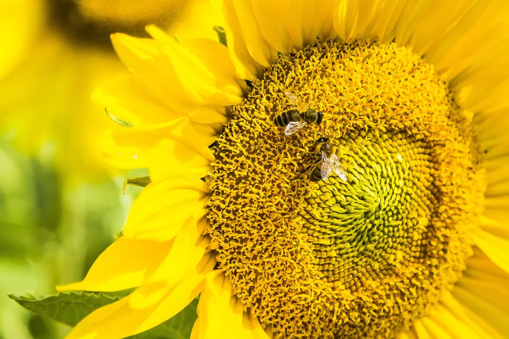 Bees