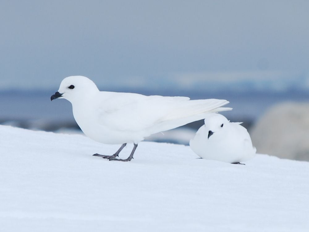 Two white birds against snowy backdrop