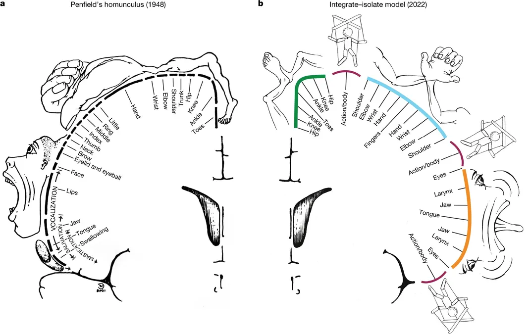 A diagram comparing a homunculus map of the primary motor cortex to the new research's updated map