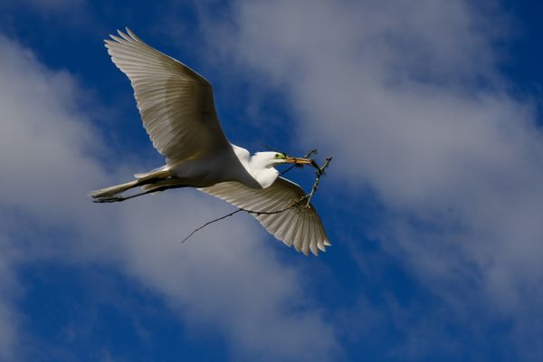 Building His Nest thumbnail
