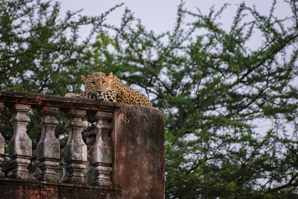 Watch Tower Magic thumbnail