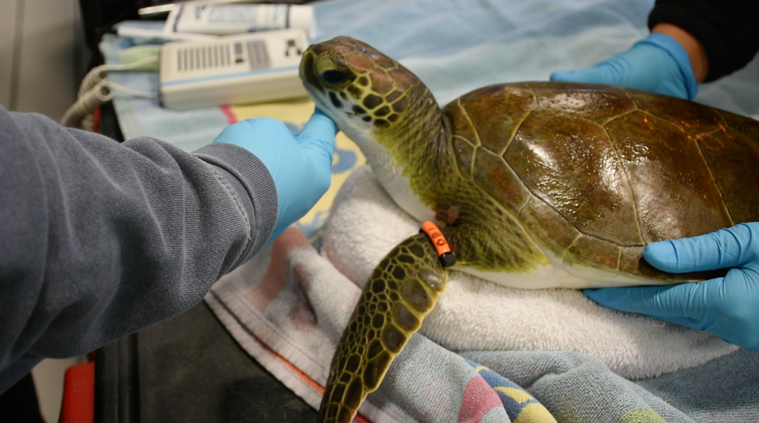 Why Are Endangered Sea Turtles Showing Up Cold and Seemingly Lifeless on Northeastern Shores? 