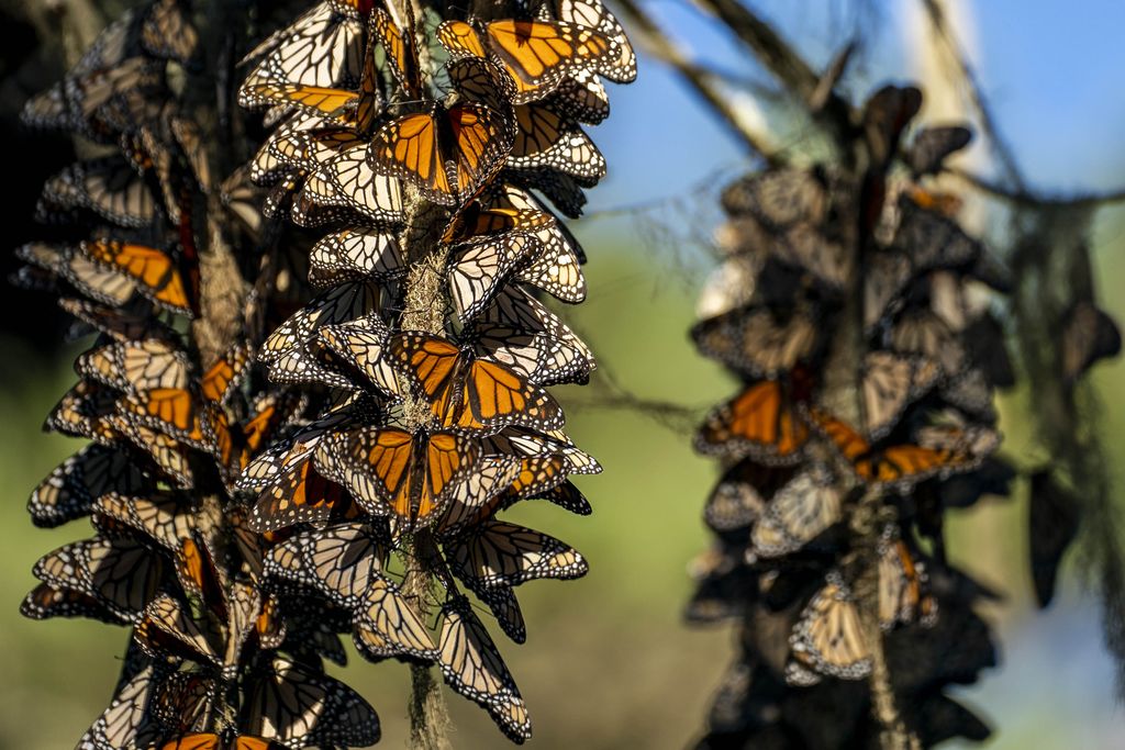 Clusters of monarch butterflies