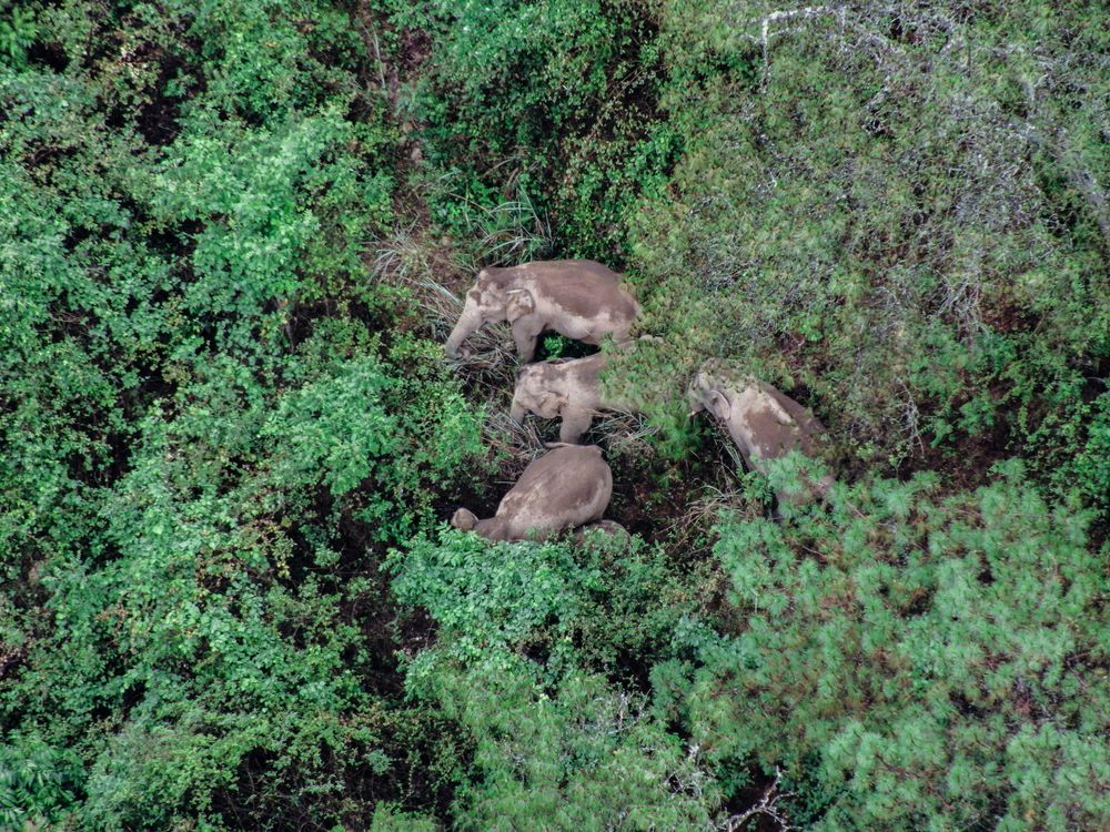 herd of asian elephants