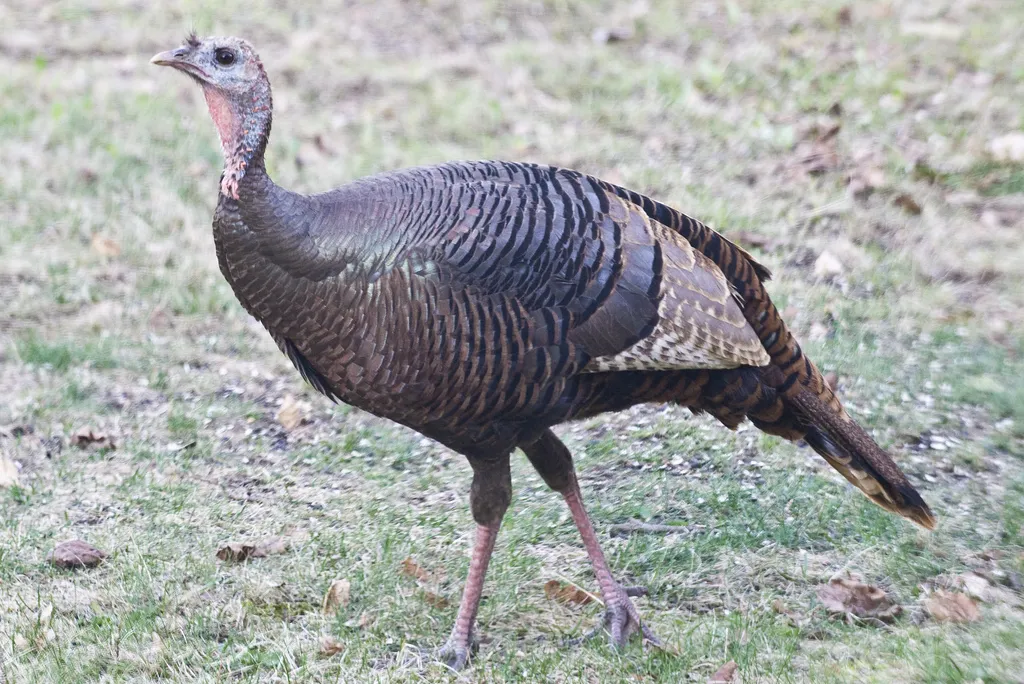 Wild turkey