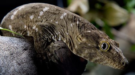 The caldonian gecko, one of the zoo's many reptiles.