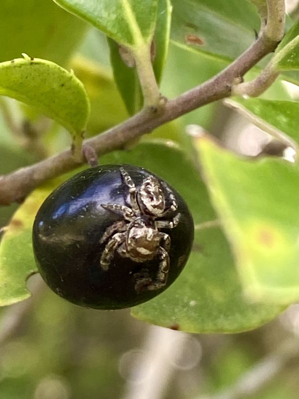 Tiny spider on a berry thumbnail