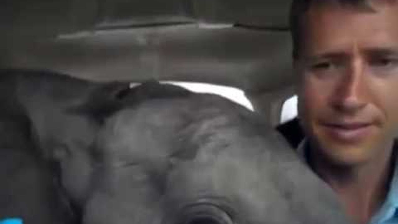 Preview thumbnail for Orphaned Baby Elephant Takes a Flight