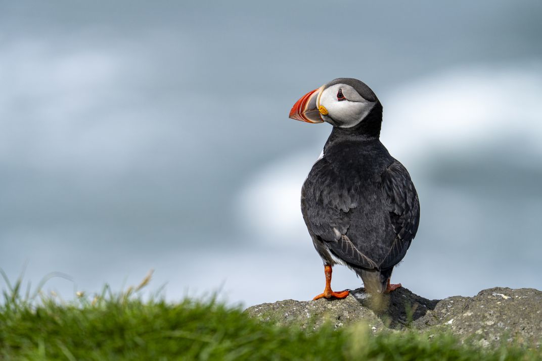 3 - A puffin, with its colorful accents in view, poses at the edge of a cliff in southern Iceland.
