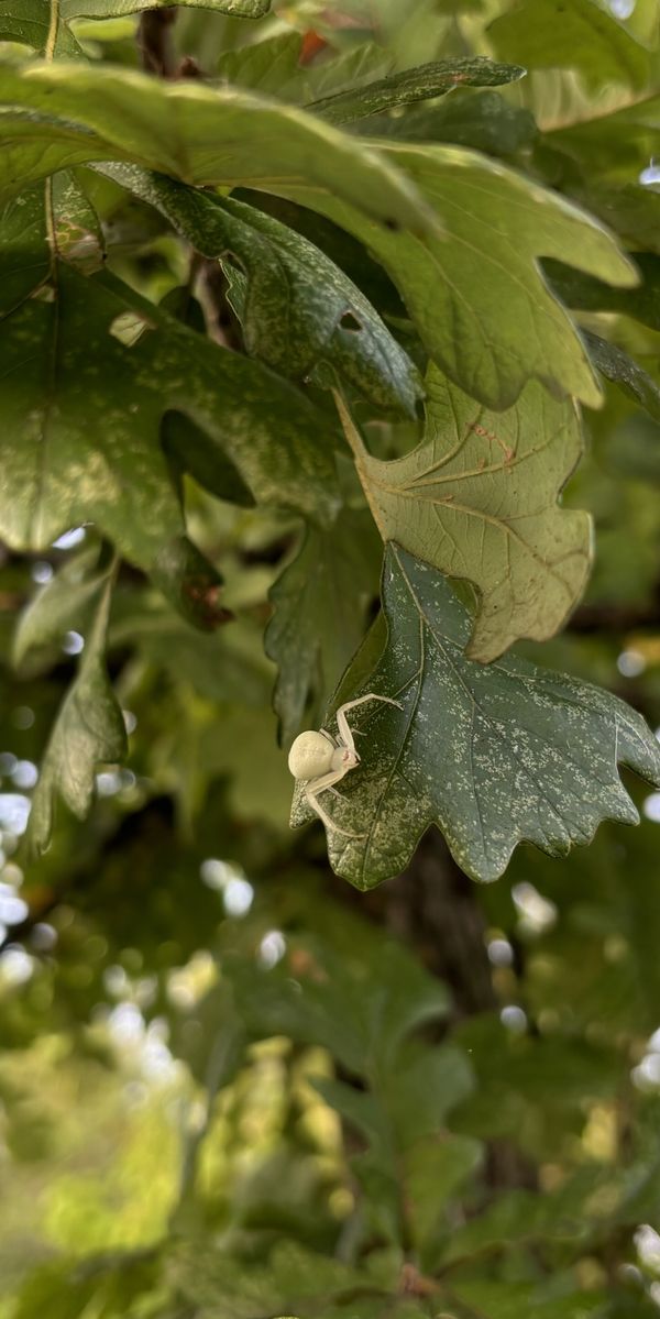 Spider on Leaf in Texas thumbnail