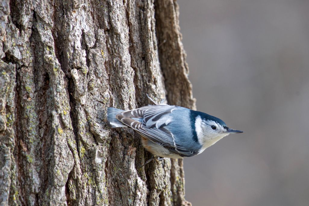 a white-breasted nuthatch on a tree trunk