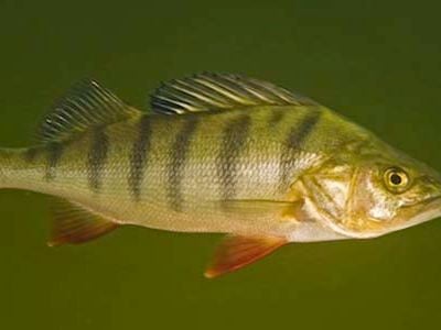 A study shows that wild perch are less fearful, eat faster and are more anti-social when exposed to a common pharmaceutical pollutant.