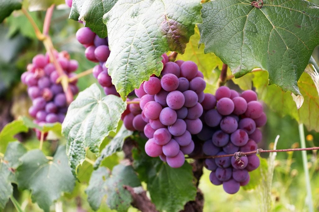 Reddish-purple grape clusters hanging from a vine among green leaves