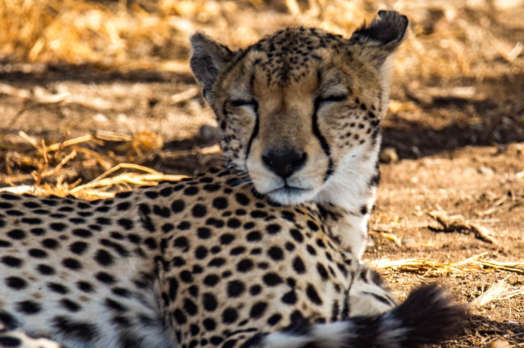 Sleepy Cheetah in Serengeti Smithsonian Photo Contest Smithsonian