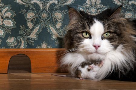 Urban cats are more likely to hunt down birds, mice than rats