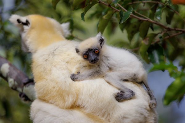 Baby Sifaka's Precious Gaze thumbnail