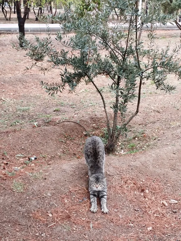 A cat in a yogic stretching position thumbnail