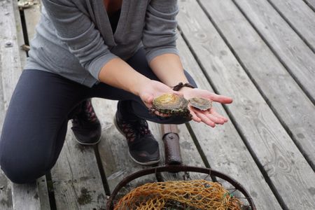 Hanna Karlsson Thorén shows the difference between a young and mature oyster.