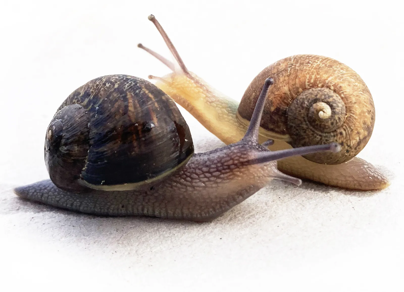 A Rare, Left-Coiling Snail Needs Help Finding a Mate. New Zealanders ...