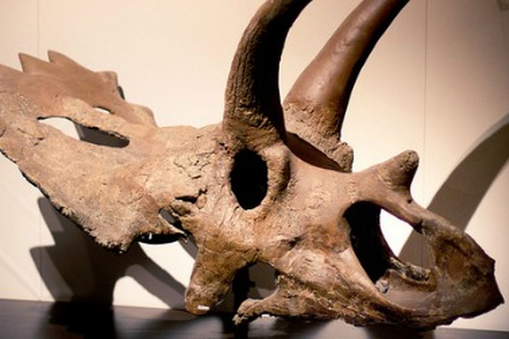 Anchiceratops ornatus, on display at the Royal Tyrrell Museum in Canada