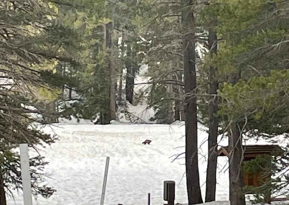 Small wolverine walking on snow surrounded by evergreen trees
