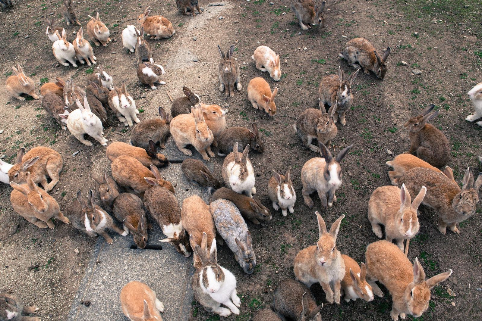 The Dark History of Japan's Rabbit Island | Travel| Smithsonian Magazine