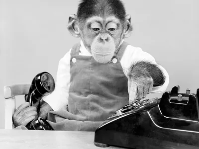 A baby chimp in the 1950s