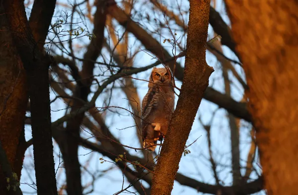 Great Horned Owl fledgling in the suns morning glow. thumbnail