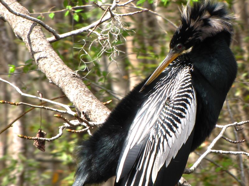Anhinga also known as snake bird, American darter or water turkey was