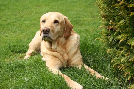 A Labrador retriever, but you probably knew that already, given that this pooch is America's most popular breed