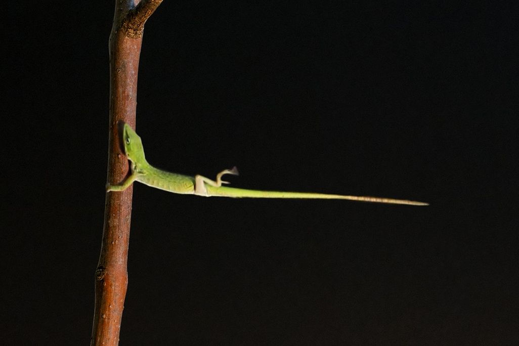 Anole lizard holding on to a branch