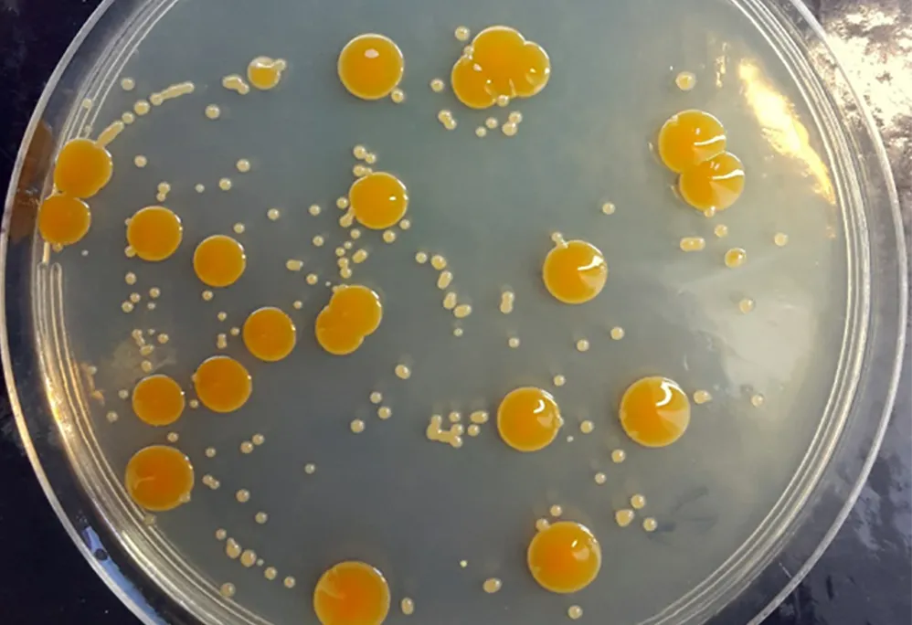 halocryophilus.png
