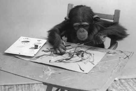 Congo at work.