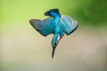 Some species of kingfisher hunt for fish by diving head-first into the water as quickly as 25 miles per hour.