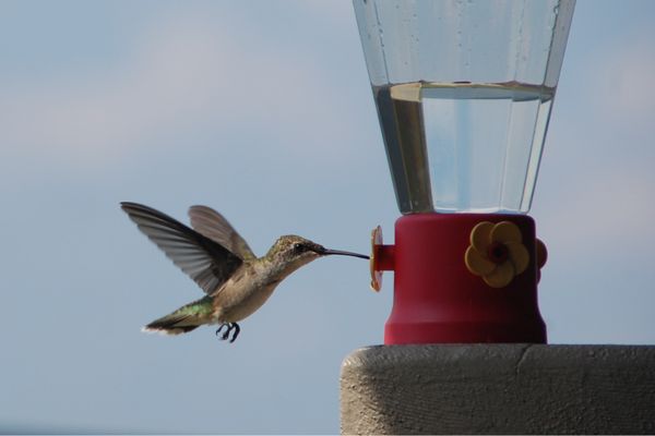 Hummingbird Gets A Drink thumbnail