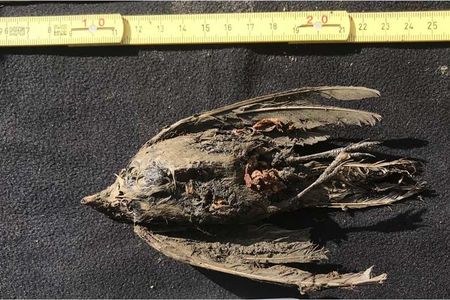 This remarkably well-preserved horned lark died toward the end of the last ice age