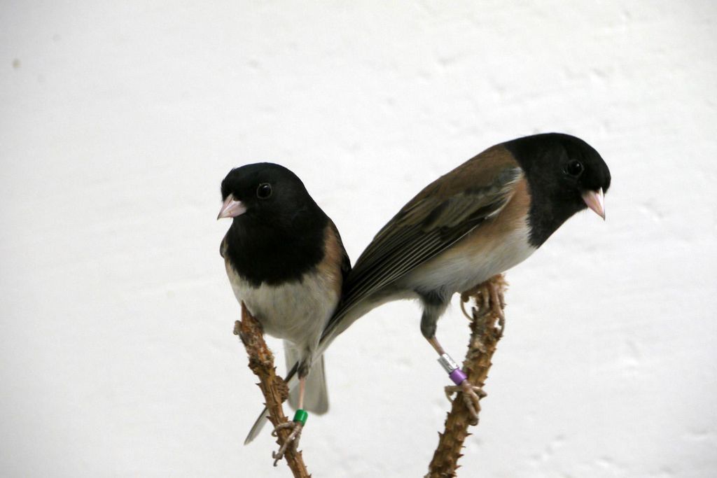 Dark-eyed Juncos
